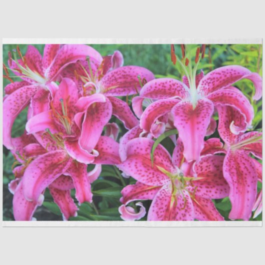 Stargazer Oriental Lilies、フルフラワー 薄葉紙 (正面)
