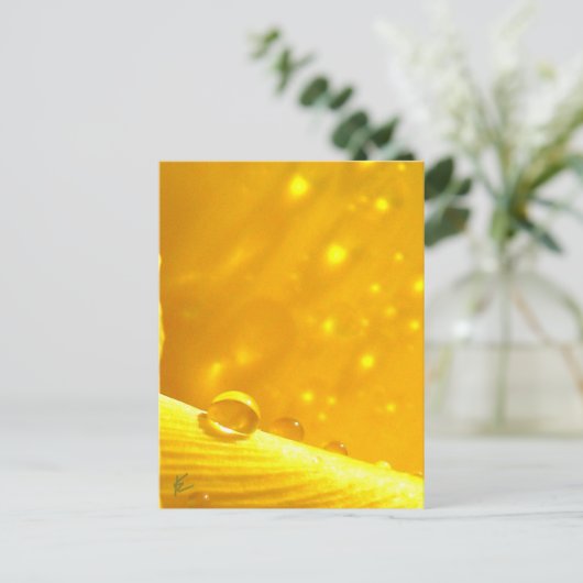 Stargazing Dew Drops on Yellow Daffodil ポストカード (スタンド正面)