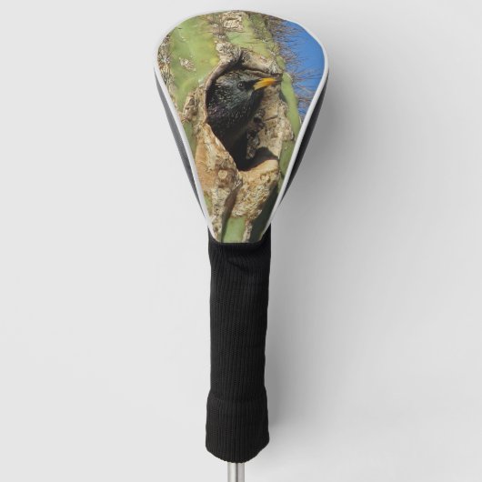 Starling in Saguaro Cactus写真南西バード ゴルフヘッドカバー (正面)