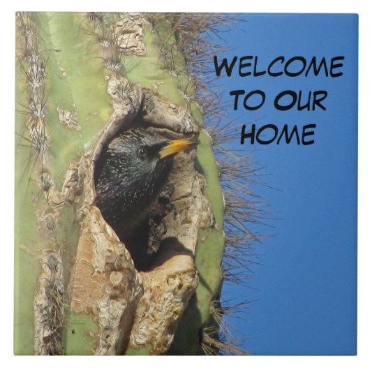 Starling in Saguaro Cactus写真南西バード タイル (正面)
