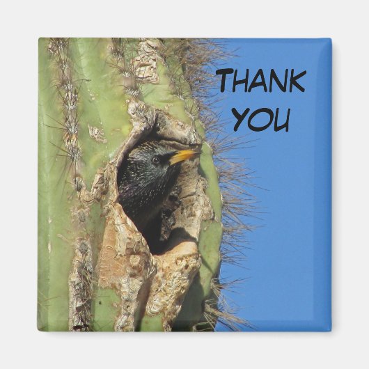 Starling in Saguaro Cactus写真南西バード マグネット (正面)