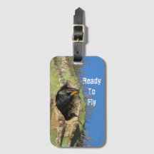 Starling in Saguaro Cactus写真南西バード