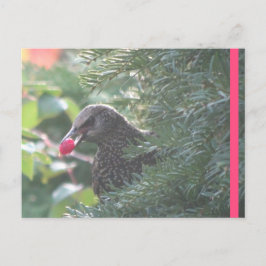 Starling in Yew-Tree DIY Postcard ポストカード