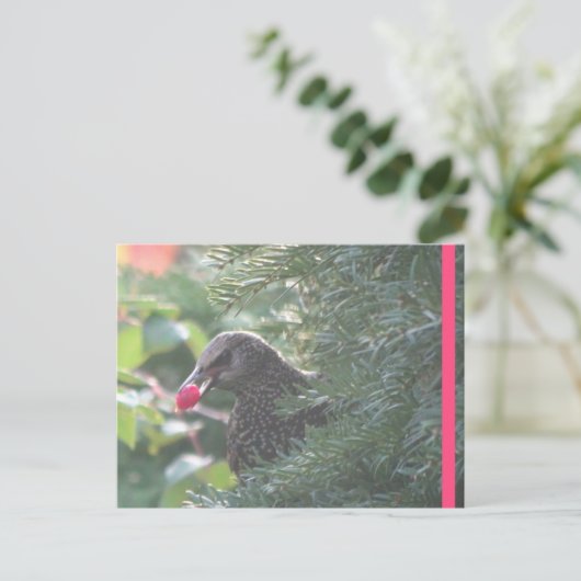 Starling in Yew-Tree DIY Postcard ポストカード (スタンド正面)