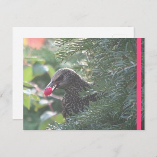 Starling in Yew-Tree DIY Postcard ポストカード (正面/裏面)