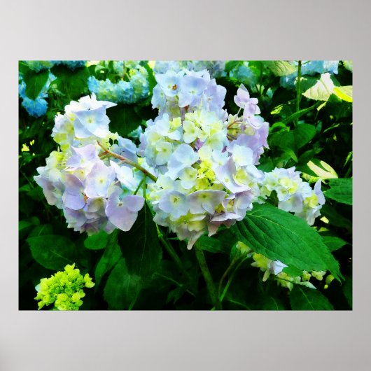 STARTING UNDER $20 - Lavender Hydrangea in Garden ポスター (正面)