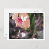 STC_0027 ポストカード (正面/裏面)