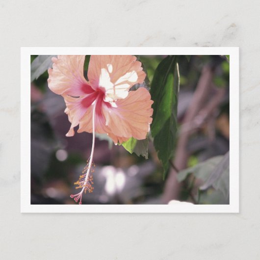 STC_0027 ポストカード (正面)