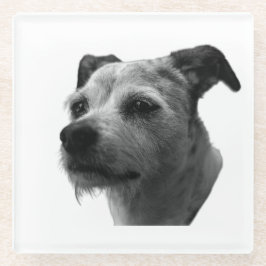 Steady Companion – Parson Russell Terrier ガラスコースター