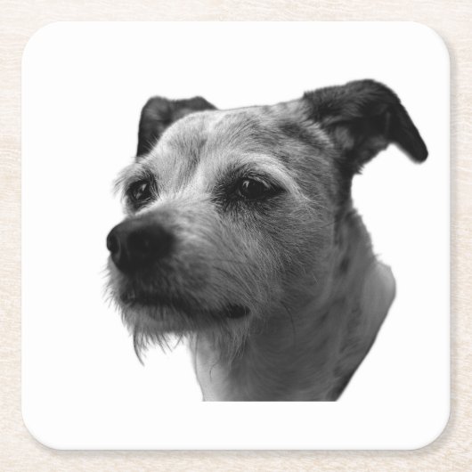 Steady Companion – Parson Russell Terrier スクエアペーパーコースター (正面)