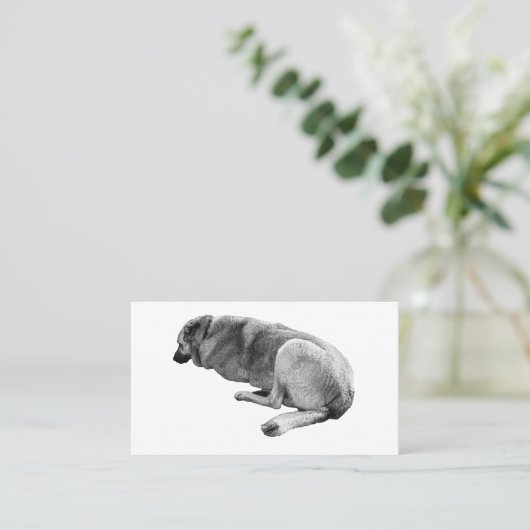 Steady Without Noise 名刺 (スタンド正面)