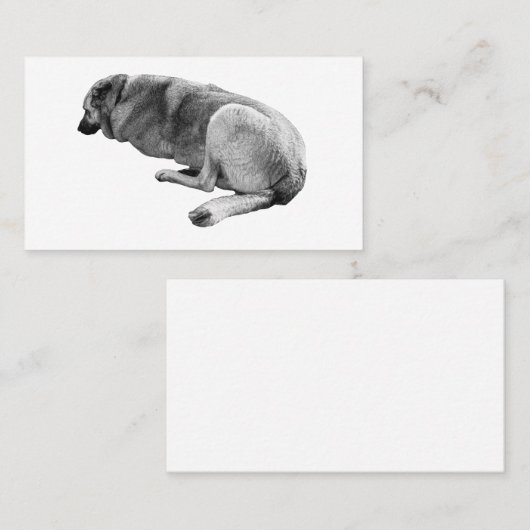 Steady Without Noise 名刺 (正面/裏面)