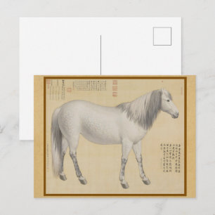 Steed - "As-You-Wish" Piebald 中国のファインアート ポストカード