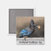 Steler's Jay With Peanut Magnet Garner Valley, Ca マグネット (正面/裏面)