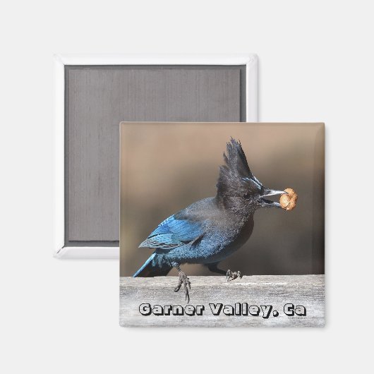 Steler's Jay With Peanut Magnet Garner Valley, Ca マグネット (正面/裏面)