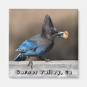 Steler's Jay With Peanut Magnet Garner Valley, Ca マグネット (正面)