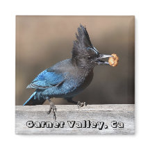 Steler's Jay With Peanut Magnet Garner Valley, Ca