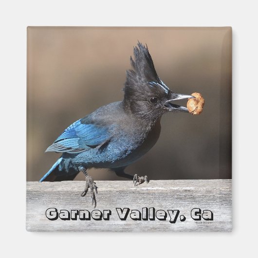 Steler's Jay With Peanut Magnet Garner Valley, Ca マグネット (正面)