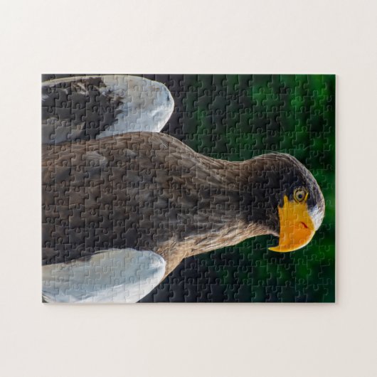 Stellar Sea Eagle Jigsaw puzzle ジグソーパズル (横)