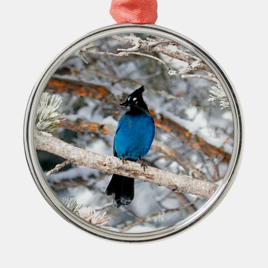 Steller’s Jay Round メタルオーナメント (正面)