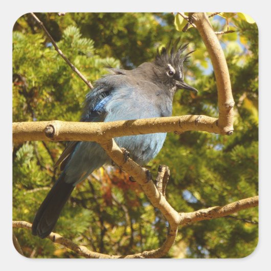 Steller's Jay at Rocky スクエアシール (正面)