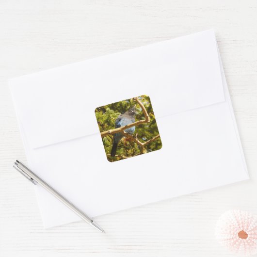 Steller's Jay at Rocky スクエアシール (封筒)