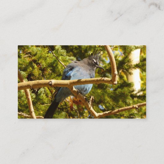 Steller's Jay at Rocky Mountain National Park 名刺 (裏面)