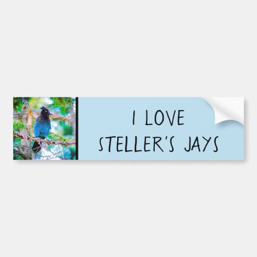 Steller's Jay - Original Photograph バンパーステッカー (正面)