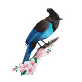 Steller's Jay Stretted Canvas Print キャンバスプリント