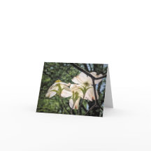 Stenton Gardenシリーズ - ハナミズキの花