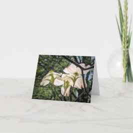 Stenton Garden Series-Dogwood Blooms サンキューカード