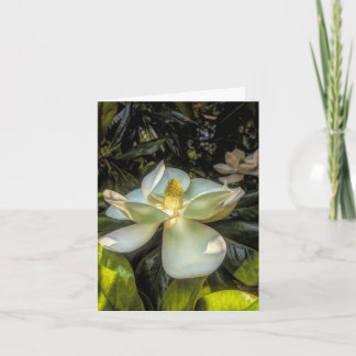 Stenton House Magnolia サンクスカード サンキューカード