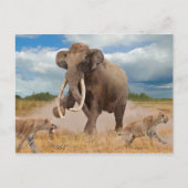 Steppe Mammoth Postcard ポストカード (正面)