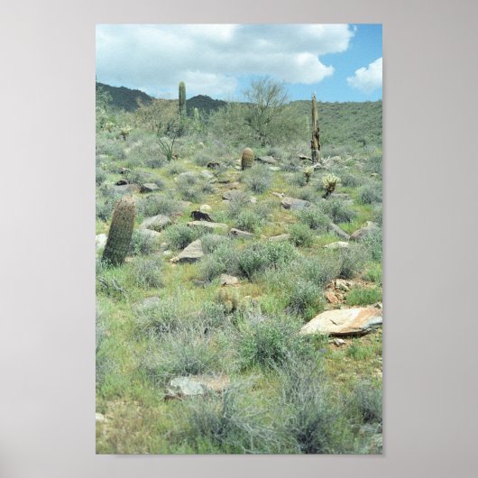 Stepping Stones Sonoran Desert Art Print Posters ポスター (正面)