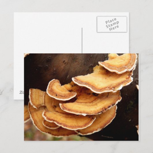 Stereum Hirsutum Fungiはがき ポストカード (正面/裏面)