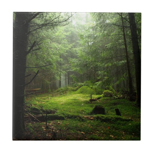 Steriousの森林 タイル (正面)