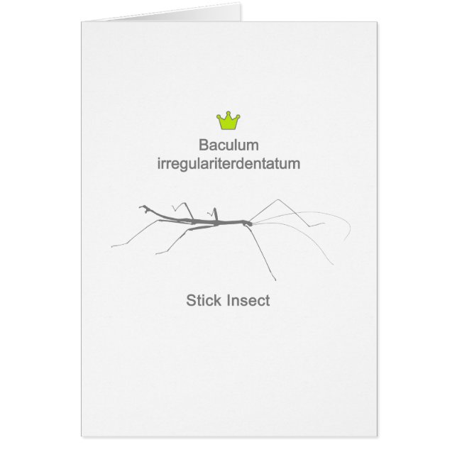 Stick Insect g5 (正面)