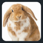 Sticker スクエアシール<br><div class="desc">Long Eared Rabbit Posing</div>