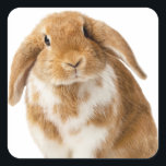 Sticker スクエアシール<br><div class="desc">Long Eared Rabbit Posing</div>