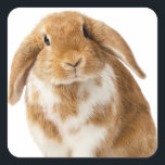 Sticker スクエアシール<br><div class="desc">Long Eared Rabbit Posing</div>