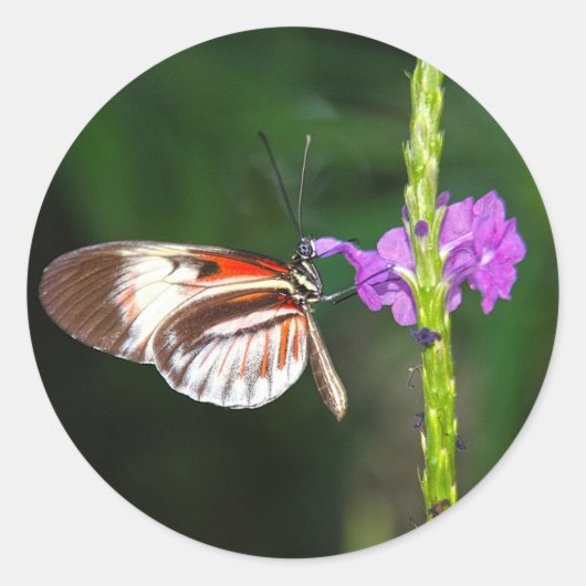 Sticker ラウンドシール (正面)