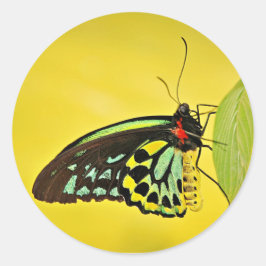 Sticker ラウンドシール