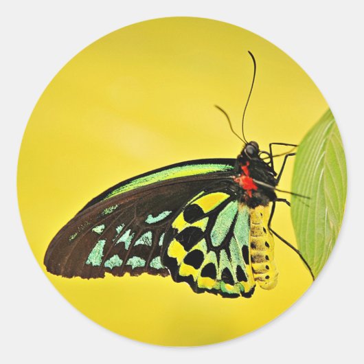 Sticker ラウンドシール (正面)