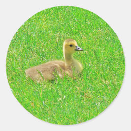 Sticker ラウンドシール