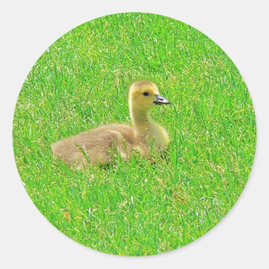 Sticker ラウンドシール (正面)