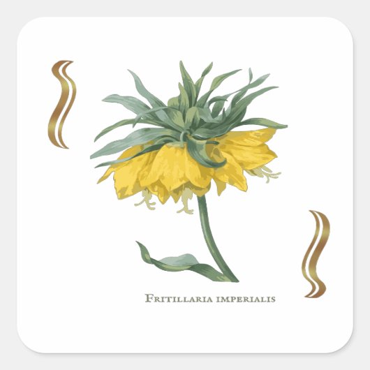 Sticker carré Fritillaria imperialis  スクエアシール (正面)