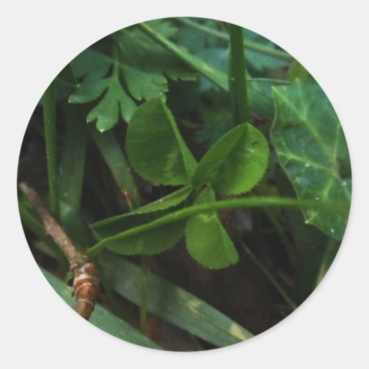 Sticker Four Leaf Clover ラウンドシール (正面)