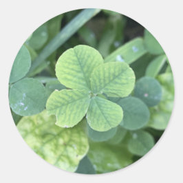 Sticker four leaf clover ラウンドシール
