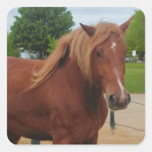 Sticker Horse Country Western Equine Note スクエアシール (正面)