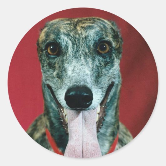 STICKERS Greyhound Sticker Brindle愛犬家 ラウンドシール (正面)